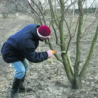 Felt череша снимка и описание на сортовете, грижи, отглеждане и резитба череша Felt