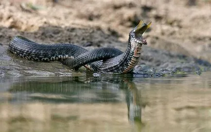 Водни змии - така че изглежда като пепелянка (която) Водни змии - така, че прилича на пепелянка