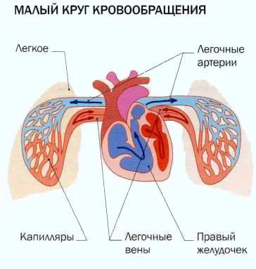 Вродените сърдечни заболявания и причините за тях, поръчване, жалби, диагностика, лечение