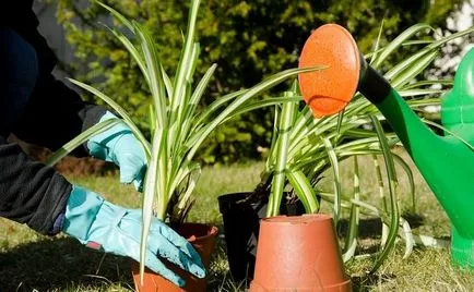 Chlorophytum грижи, снимки на цветя, растящи в тенджерата вода, размножаване розетки (на децата), както и