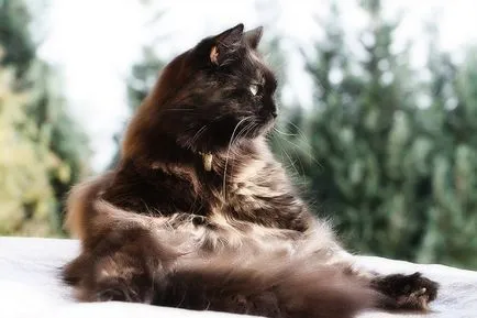Chlamydia в котки симптоми и лечение