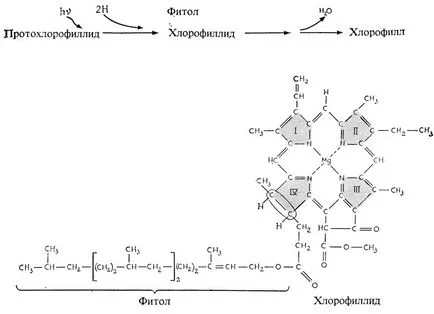 Хлоропласти и други пластиди 1983 Galston и Дейвис п, р Satter