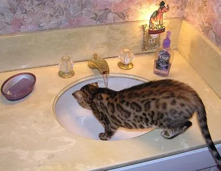 Естеството на котката Бенгалия