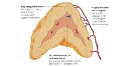 надбъбречната заболяване при жените тежки симптоми и лечение