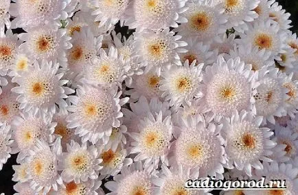 хризантеми