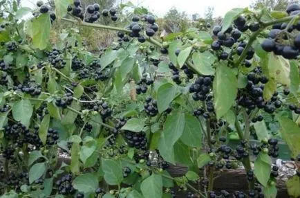 Бери Sunberry описание на официалния сайт, полезни свойства, засаждане и отглеждане, съвети