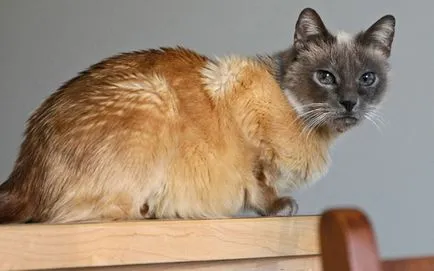 Тайнственият котка с - две лица необичаен цвят на животни