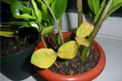 Zamioculcas - жълти листа