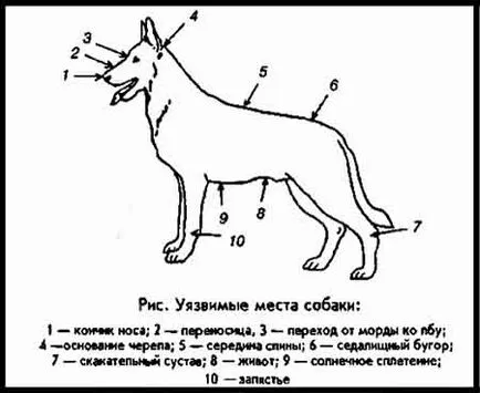Защита срещу кучета - методи и средства за ефективна защита на кучета (кучета) Защита срещу кучета - методи и средства за ефективна защита на кучета