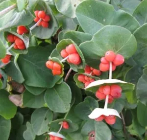 Perfoliate Орлови нокти отглеждане храст (резници, семена, наслояване)