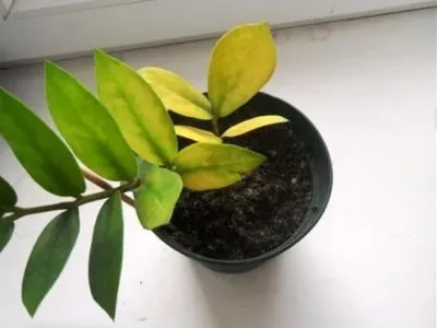 Жълти листа от съображения Zamioculcas че да, как да се грижат за вкъщи (жълт) Жълти листа от Zamioculcas причини, които правите, как да се грижат за вкъщи