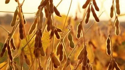 Кюспета - това е продукт, получен след извличане на маслото