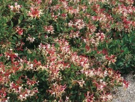 Perfoliate Орлови нокти отглеждане храст (резници, семена, наслояване)