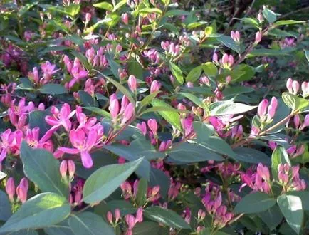 Perfoliate Орлови нокти отглеждане храст (резници, семена, наслояване)