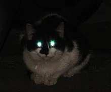 виждане котки