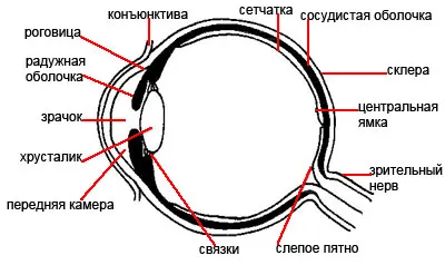 виждане котки