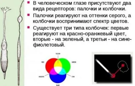 човешкото зрение е, че зрителното възприятие и нейните видове