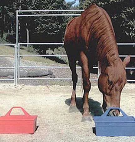 Гледката на преглед кон, фокус, острота, ретината, снимки