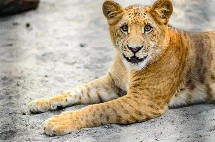 14 Fabulous животински хибриден