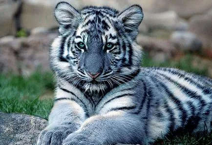 20 прекрасни котки, застрашени в дивата природа (котка) 20 прекрасни котки, застрашени в дивата природа