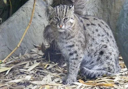 20 прекрасни котки, застрашени в дивата природа (природата) 20 прекрасни котки, застрашени в дивата природа