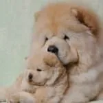 Красива голямо куче