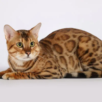 Котки скъпи породи