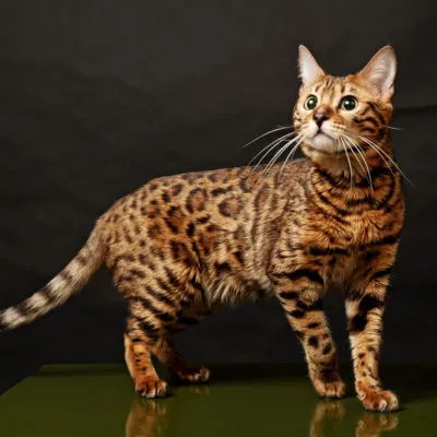 Котки скъпи породи