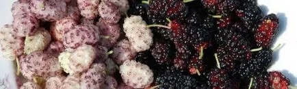 Какви Бери черница