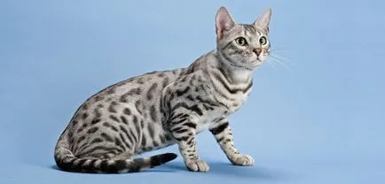 Котки скъпи породи