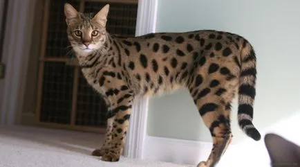 Котки скъпи породи