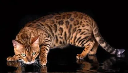 Котки скъпи породи