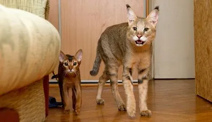 Котки скъпи породи