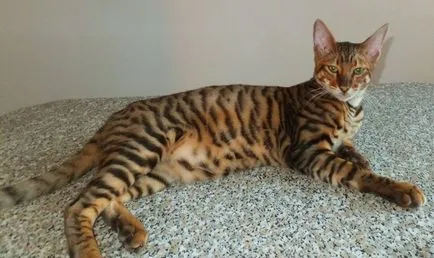 Котки скъпи породи