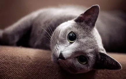 Котки скъпи породи