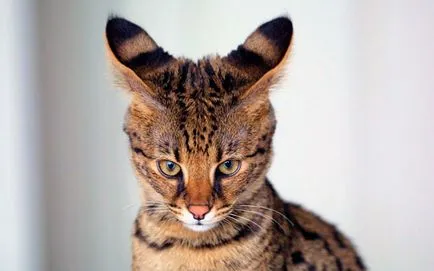 Котки скъпи породи