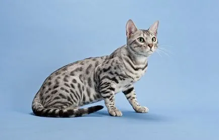 Котки скъпи породи