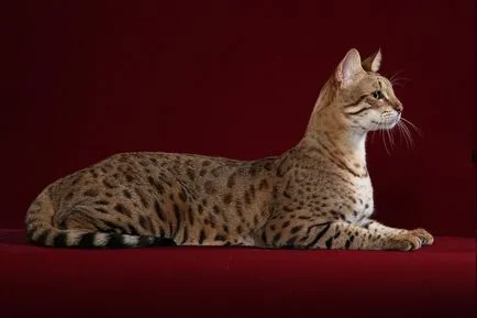 Котки скъпи породи