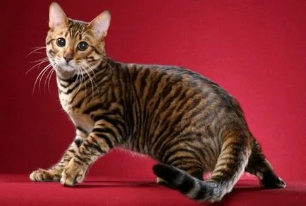 Котки скъпи породи
