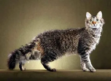 Котки скъпи породи