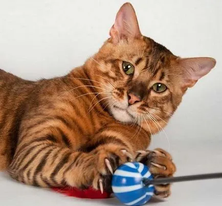 Котки скъпи породи