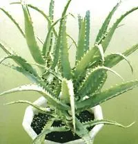 Купете алое вера, употребата на сок от алое вера терапия рецепти, имоти