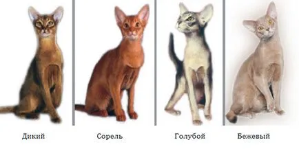 Абисински - снимки, природа, съдържание, храна, си купи (котка) Абисински - снимки, природа, съдържание, храна, купуват