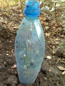 Кисел в засаждане в градината и грижа
