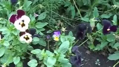 Теменуги грижи и отглеждане