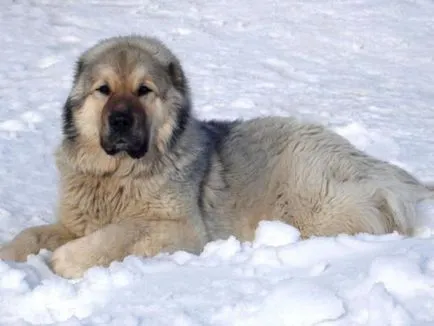 Азиатската овчарка порода снимка и описание, особено на съдържанието на кученца и възрастни кучета грижи