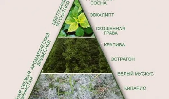 загуба Аптека средства hair- ефективни лекарства (Drop) Аптеките средства за косопад hair- ефективни лекарства