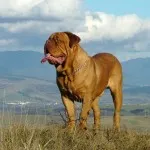 Боевете с кучета породи