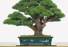 Bonsai собствените си ръце как да се направи стъпка по стъпка, от бор и от дървото на пари, майсторски клас от