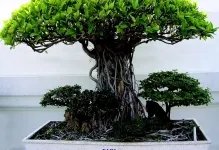 Bonsai собствените си ръце как да се направи стъпка по стъпка, от бор и от дървото на пари, майсторски клас от